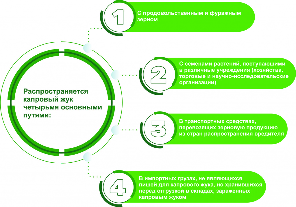 Распостранение жука.jpg Распостранение жука.jpg